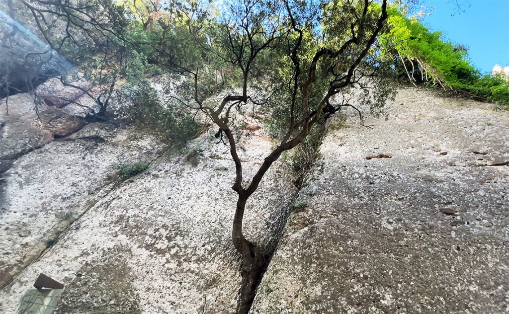 バルセロナ モンセラット(Montserrat)垂直に切り立った巨大な岩壁の割れ目から自生する1本の木。