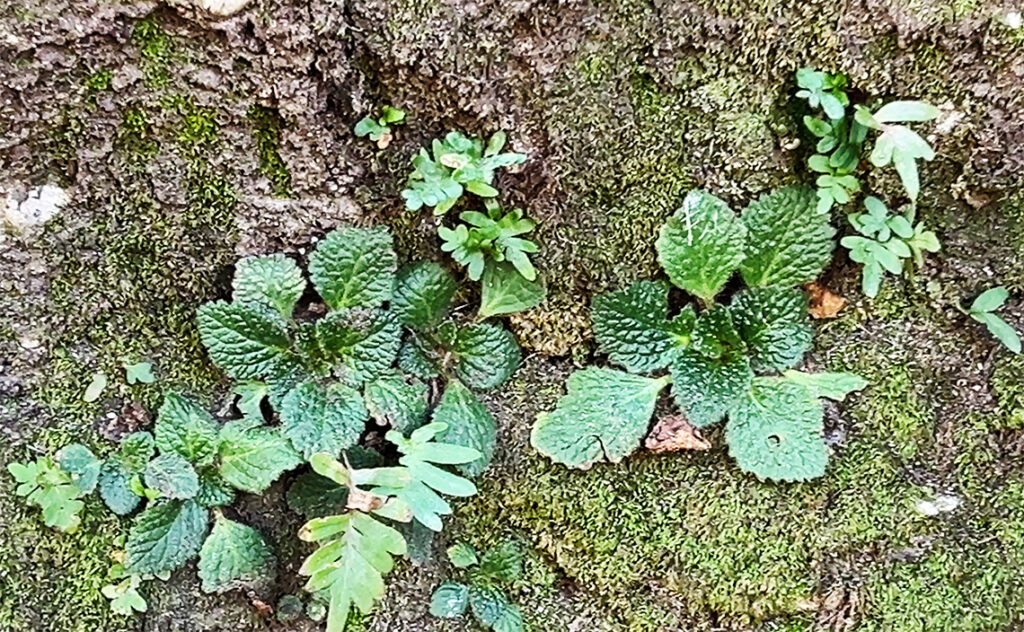 バルセロナ モンセラット(Montserrat)モンセラットの岩肌や石垣の隙間に生息する小さな植物と苔。