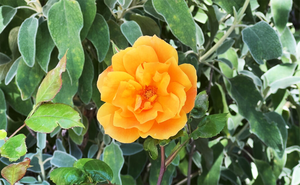 バルセロナ モンセラット(Montserrat) モンセラットの山域で見られる鮮やかなオレンジ色の花。