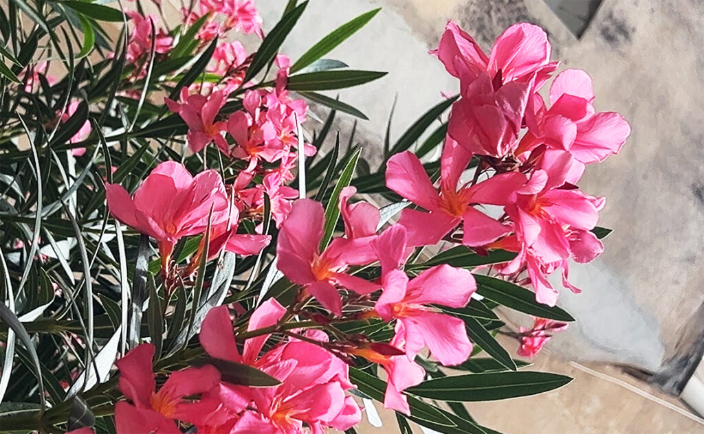 フランス(France) ナルボンヌ(Narbonne) キョウチクトウ