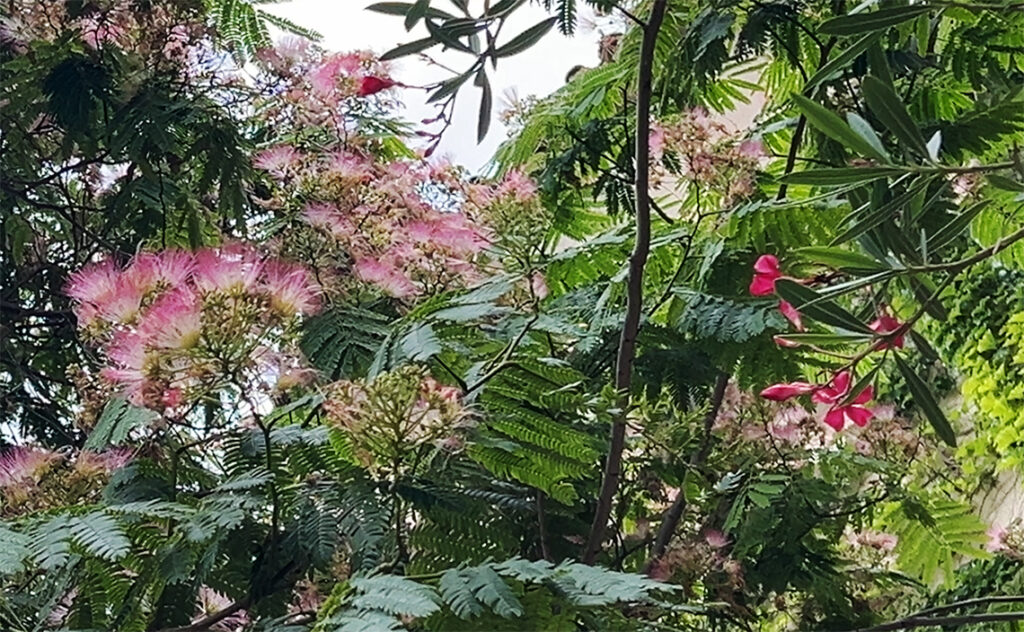 フランス(France) ナルボンヌ(Narbonne) ネムノキ