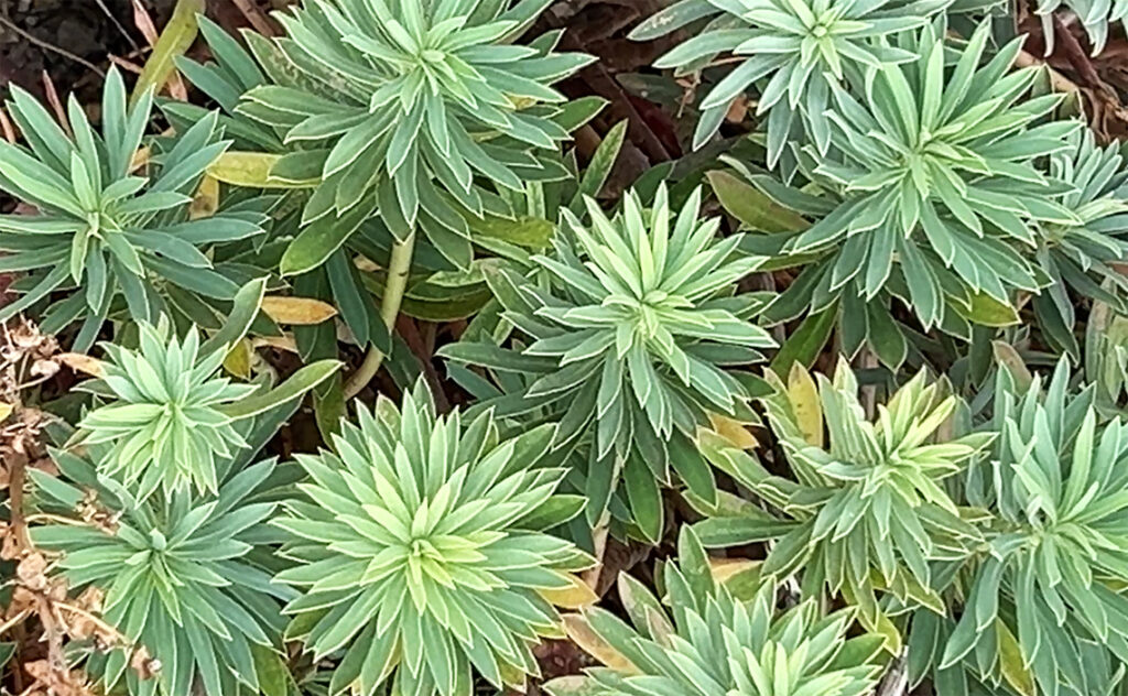 フランス(France) ナルボンヌ(Narbonne) ユーフォルビア