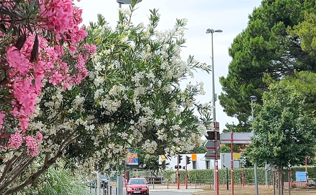 フランス(France) ナルボンヌ(Narbonne) 赤紫と白のキョウチクトウ
