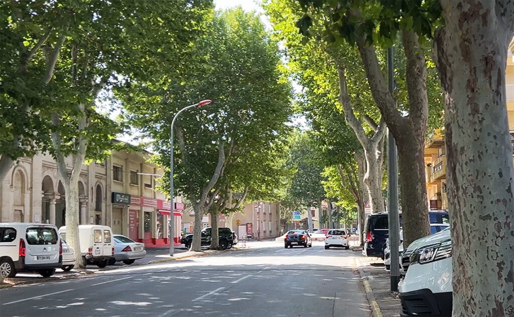 フランス(France) ナルボンヌ(Narbonne) 整然と並ぶ巨大なプラタナスの木々