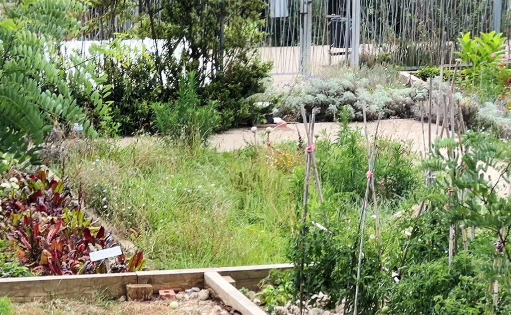 バルセロナ（Barcelona）ジャルディン・デル・ドクター・プラ・イ・アルメンゴル（Jardins del Doctor Pla i Armengol）家庭菜園エリア