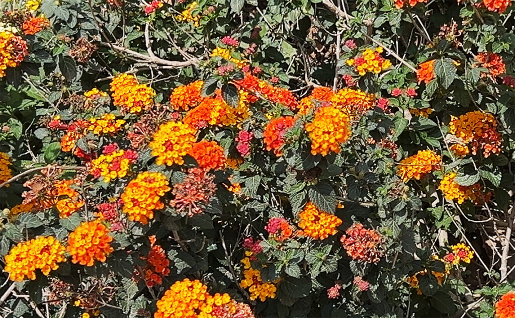 バルセロナ（Barcelona）バイ・グイナルド＝カン・バロ社会サービスセンター（Centre de Serveis Socials Baix Guinardó-Can Baró）敷地内の植栽に見られる鮮やかなオレンジと黄色のランタナの花叢