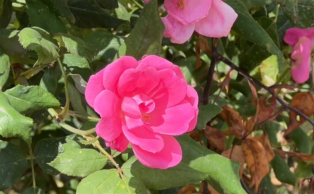 バルセロナ（Barcelona）バイ・グイナルド＝カン・バロ社会サービスセンター（Centre de Serveis Socials Baix Guinardó-Can Baró）鮮やかなピンク色のバラ